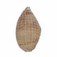 Camaiot al Corte 150g aprox image 0