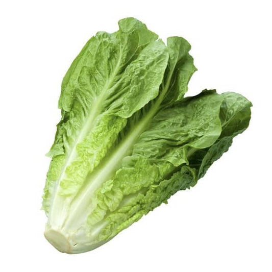 Lechuga Romana image 0