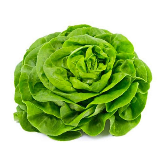 Lechuga Trocadero 1u image 0