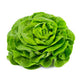 Lechuga Trocadero 1u image 0