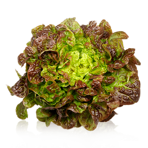 Lechuga Hoja de Roble 1u image 0