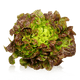 Lechuga Hoja de Roble 1u image 0